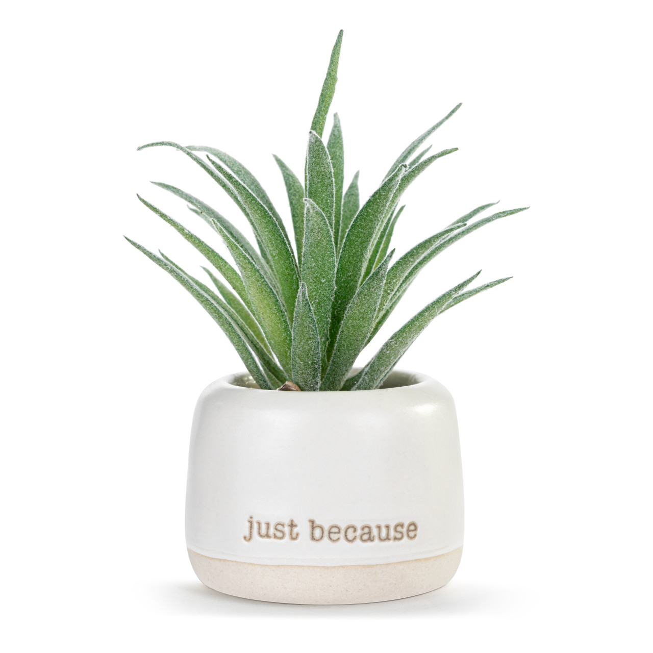 Thinking of You Just Because Mini Succulent thumbnail