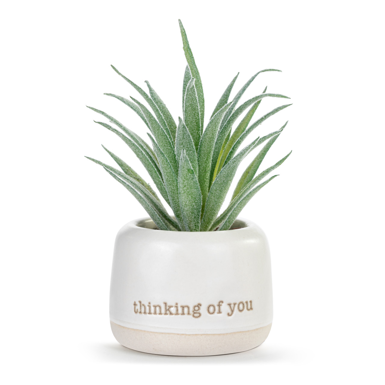 Thinking of You Just Because Mini Succulent thumbnail