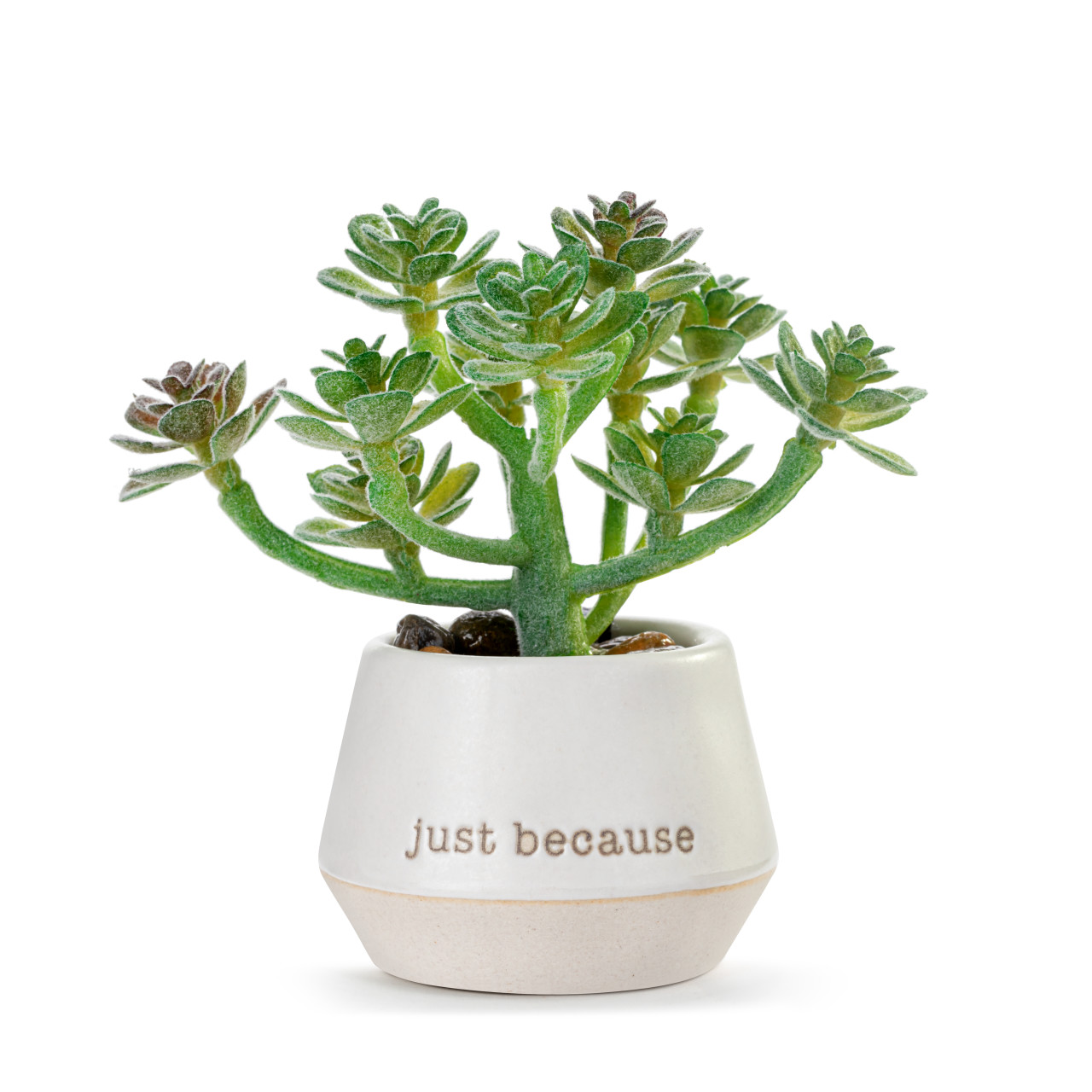 Loved Just Because Mini Succulent thumbnail