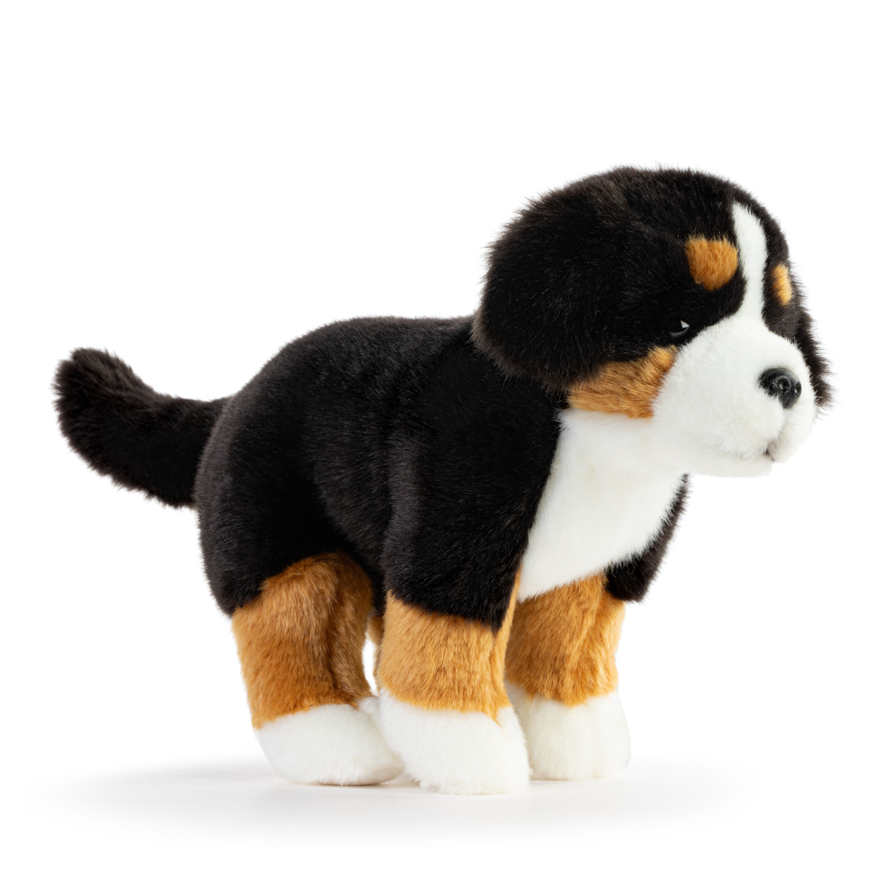 Bernese Mountain Dog Small thumbnail