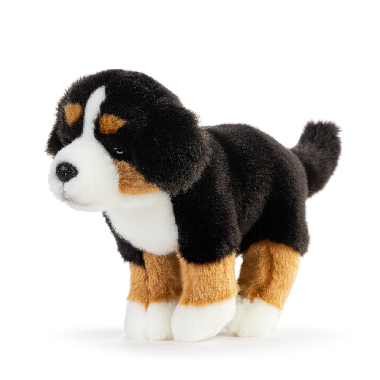 Bernese Mountain Dog Small thumbnail