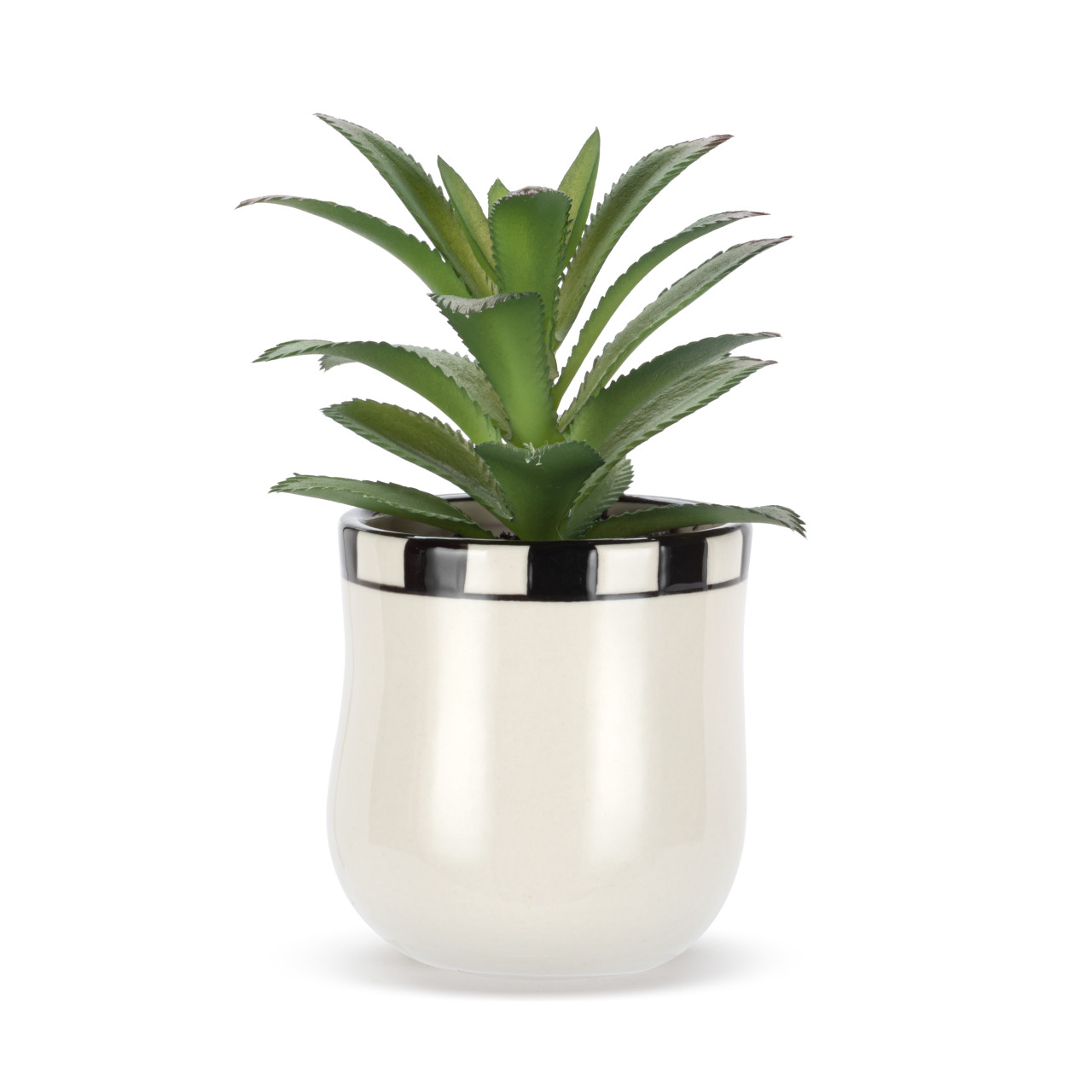 Mini Succulent - Butterfly thumbnail