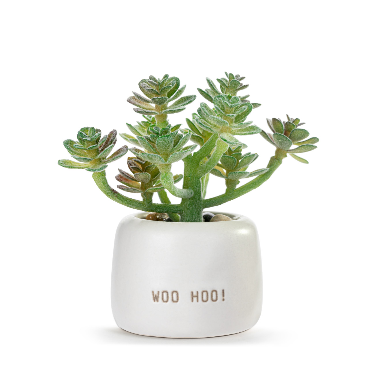Woo Hoo Just Because Mini Succulent thumbnail