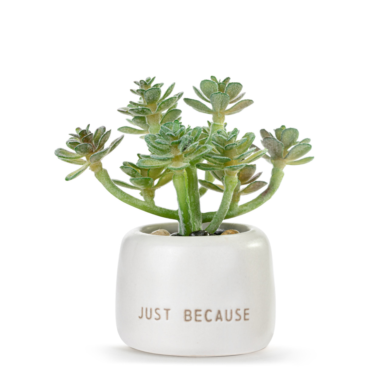 Woo Hoo Just Because Mini Succulent thumbnail