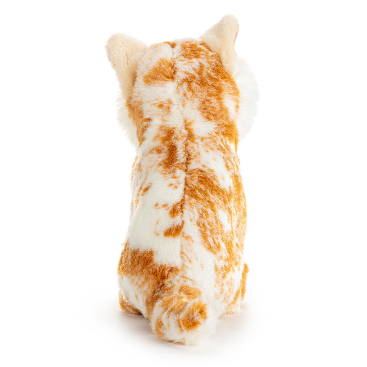 Maine Coon Cat Small thumbnail