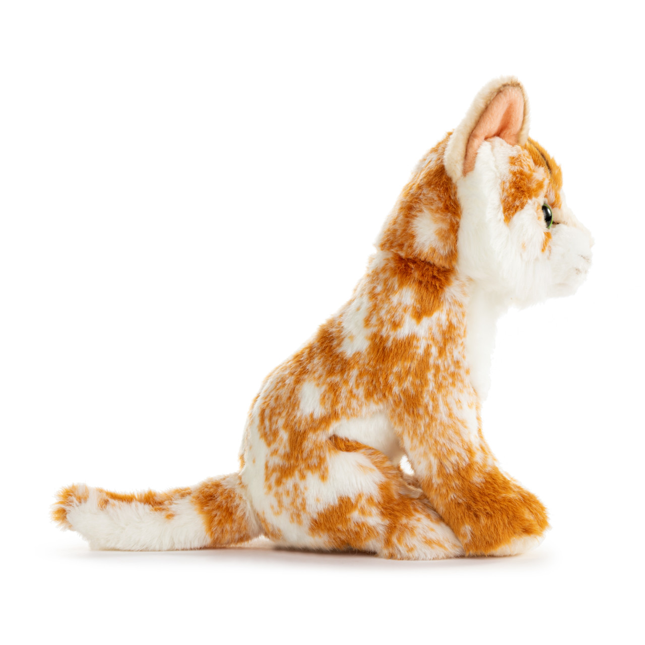 Maine Coon Cat Small thumbnail