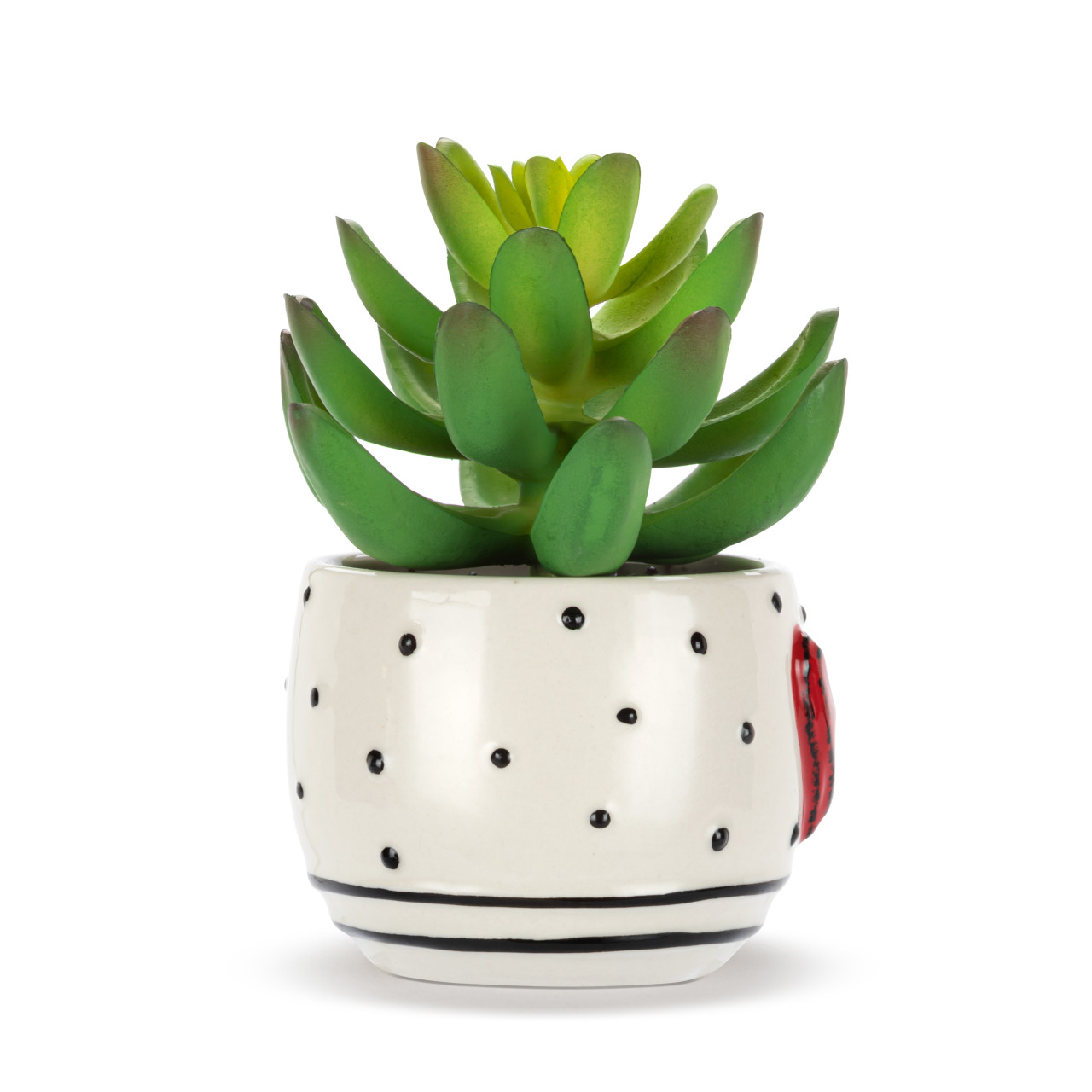 Mini Succulent - Heart & Dots thumbnail