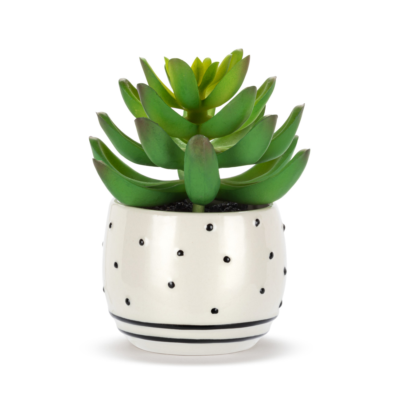 Mini Succulent - Heart & Dots thumbnail