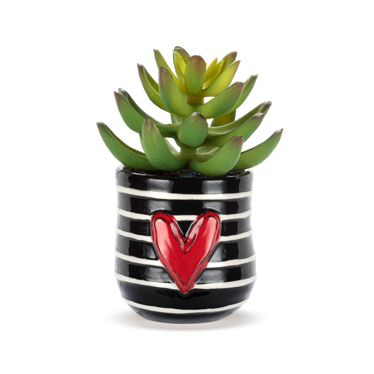 Mini Succulent - Stripes thumbnail