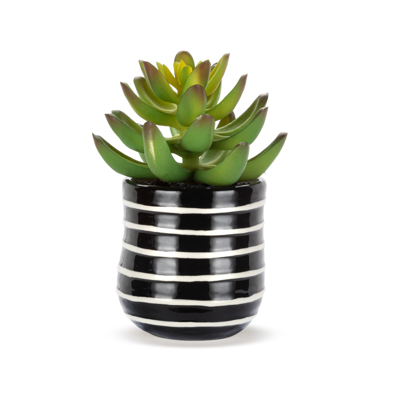 Mini Succulent - Stripes thumbnail