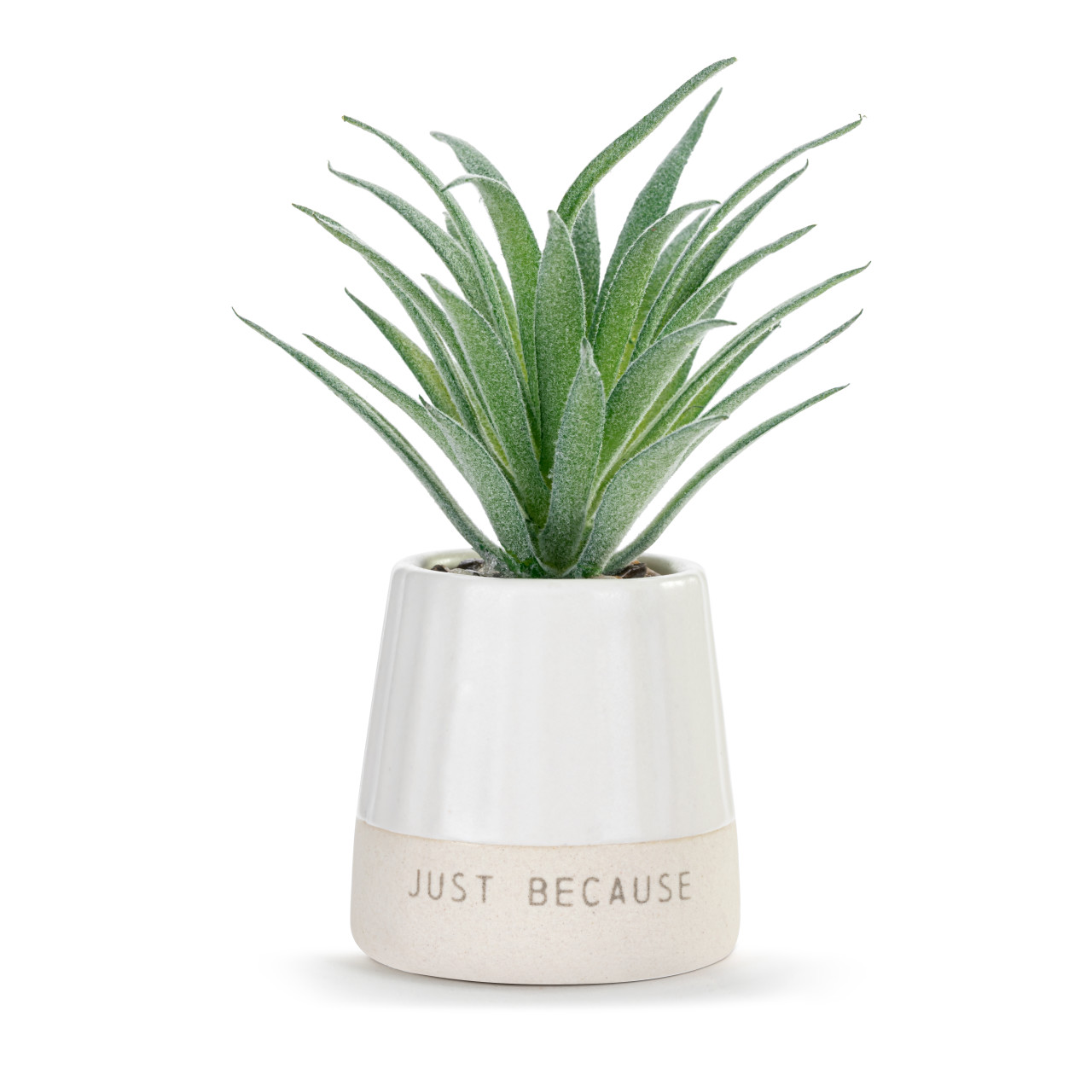 Happy Day Just Because Mini Succulent thumbnail