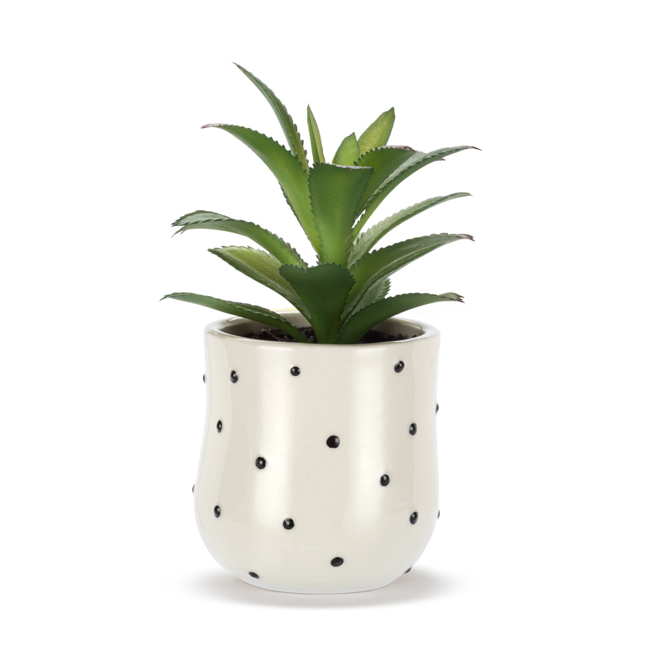 Mini Succulent - Sun & Dots thumbnail