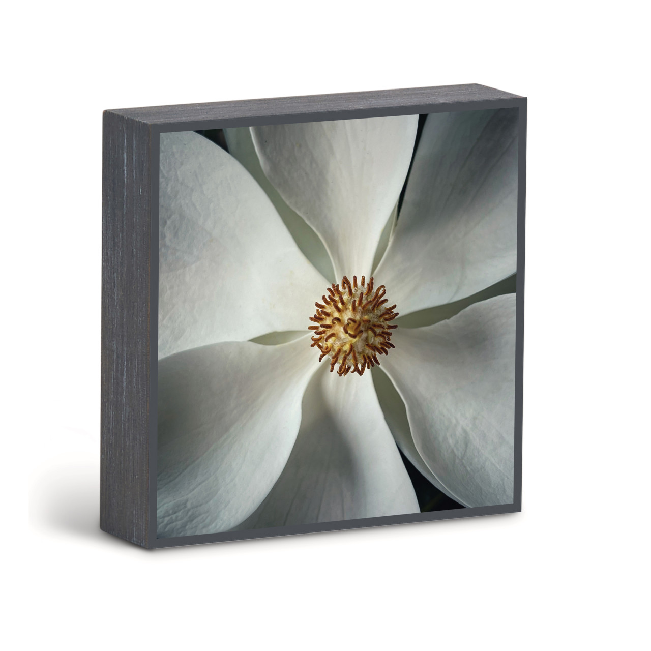 Bold Magnolia 4 Wall Art - 6"sq. thumbnail