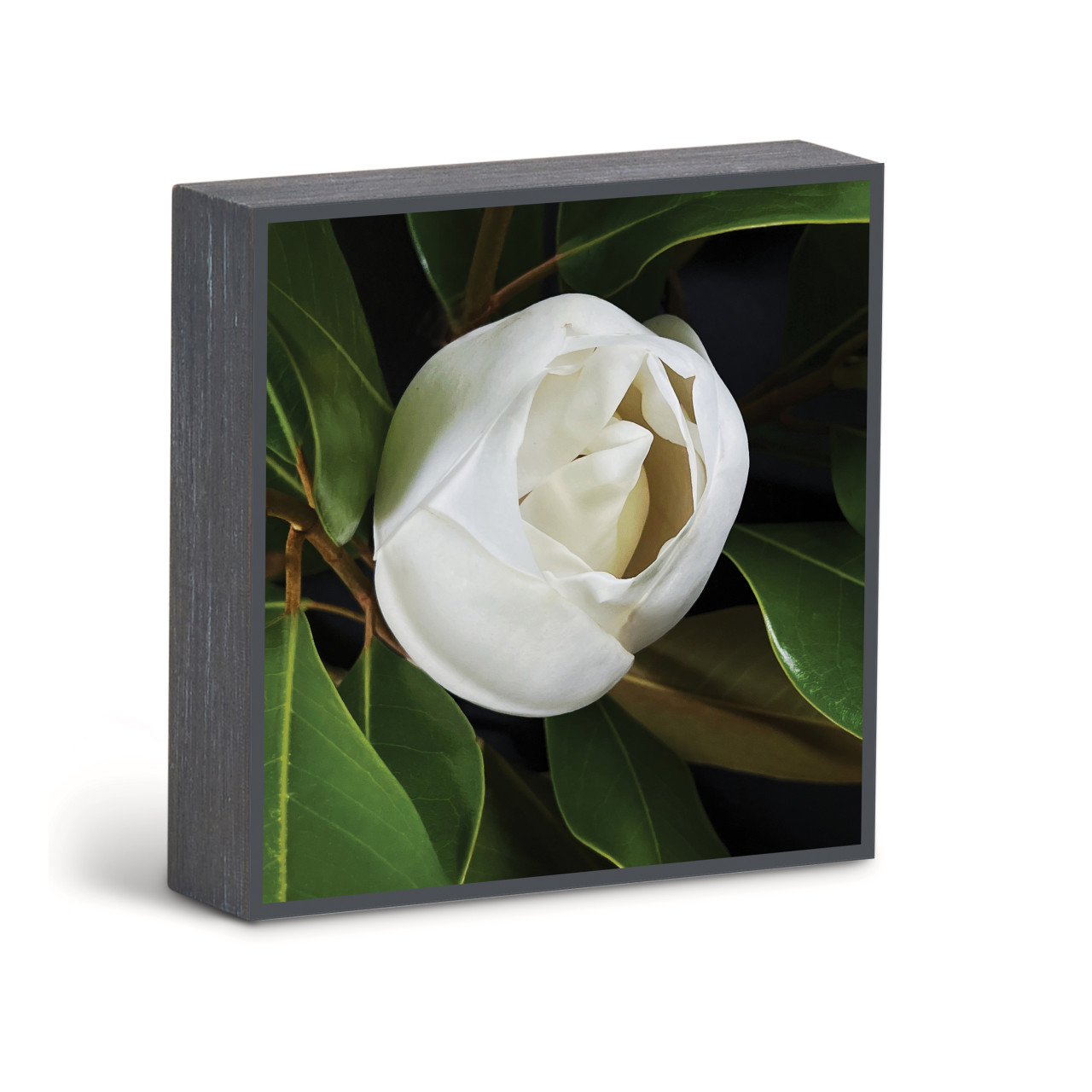 Bold Magnolia 3 Wall Art - 6"sq. thumbnail