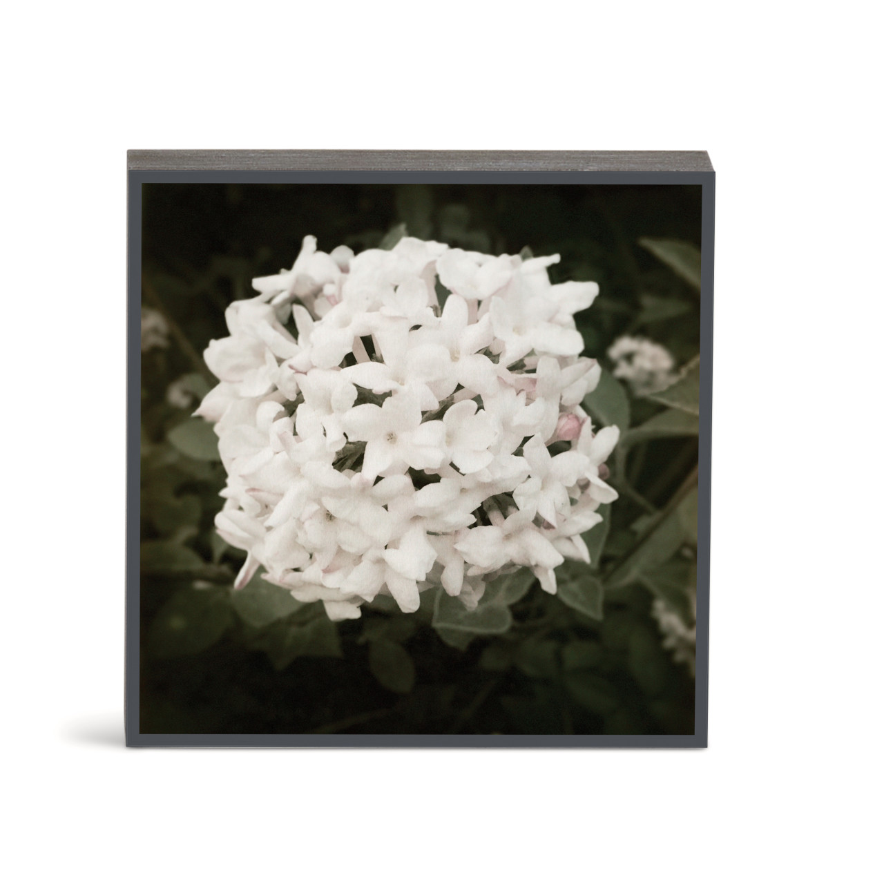 Bold Viburnum Wall Art - 6"sq. thumbnail