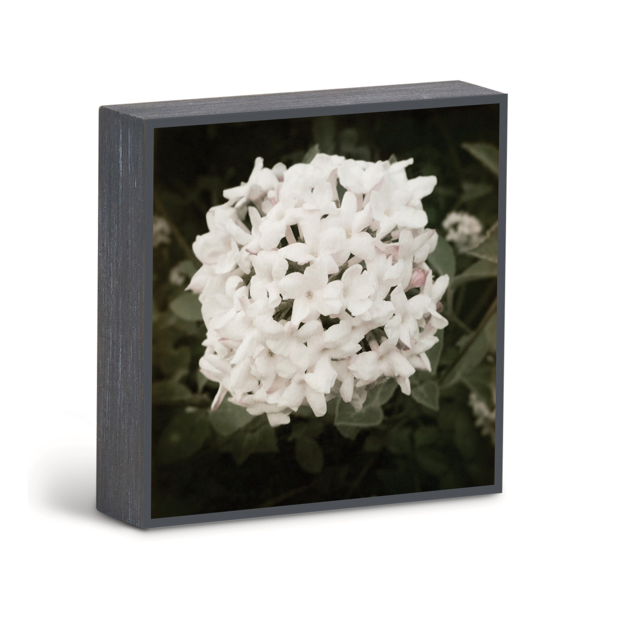 Bold Viburnum Wall Art - 6"sq. thumbnail