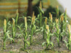 Corn Stalks -- 1&quot;  2.5cm Tall pkg(30)