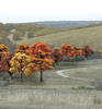 Fall Colors Deciduous Tree Pack - Ready Made Trees(TM) -- 3/4 to 2&quot;  1.9 to 5.1cm pkg(38)