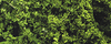 Fine Leaf Foliage(TM) - 75 Cu. In.  1.2 Cu. m. -- Medium Green