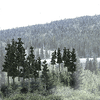 Coniferous Tree Pack - Ready Made Trees(TM) -- 2-1/2 to 4&quot;  6.4 to 10.2cm pkg(33)