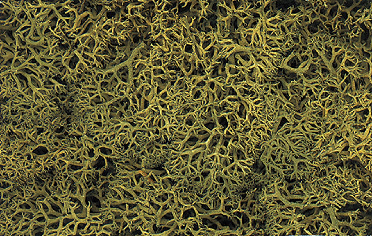 Lichen - 1.5qts  1.4L -- Medium Green