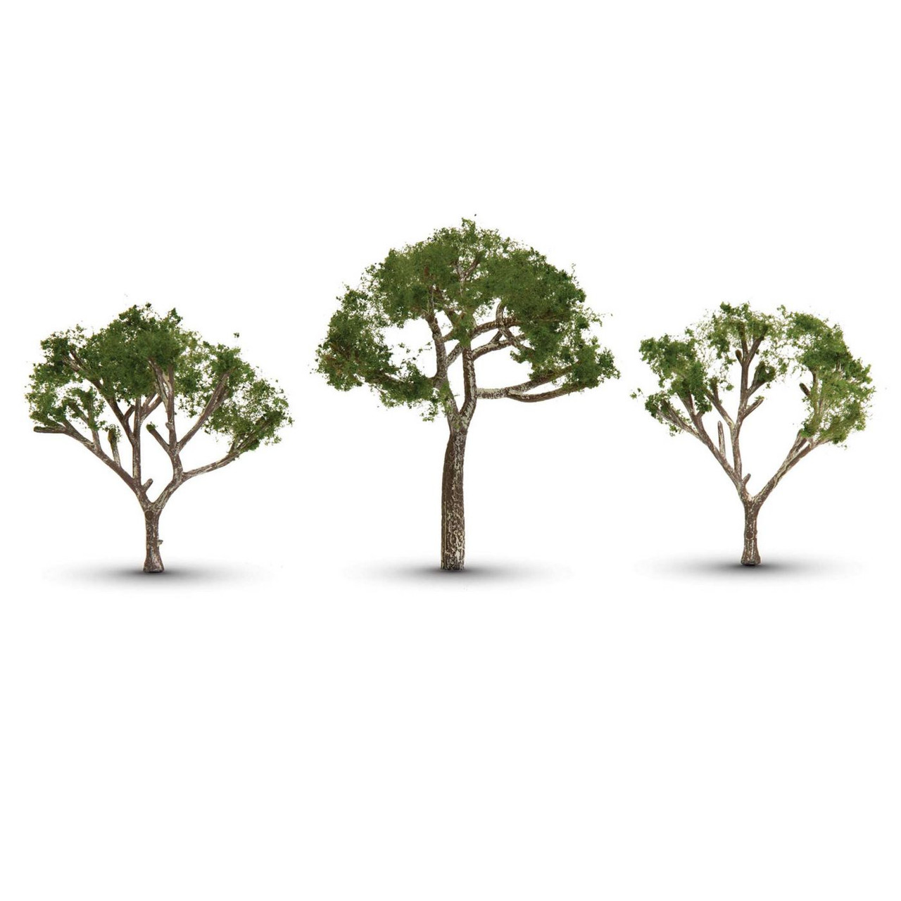 Gum Trees 2 1/2-3 1/2" 3/