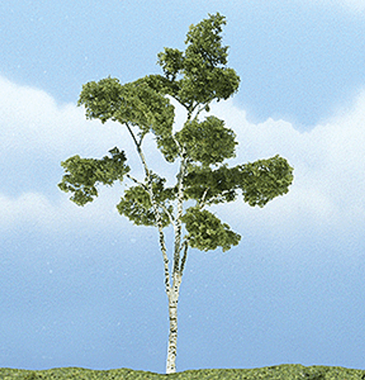Ready Made Premium Trees(TM) - Deciduous -- Paper Birch - 4-1/2&quot;  11.4cm