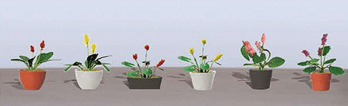 Assorted Potted Flower Plants -- Set #3 pkg(6)