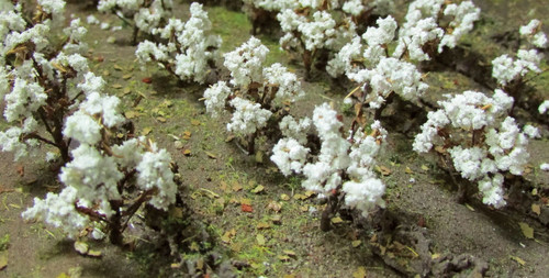 Cotton Plants pkg(40)