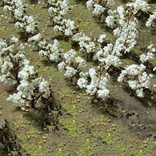 Cotton Plants -- pkg(24)