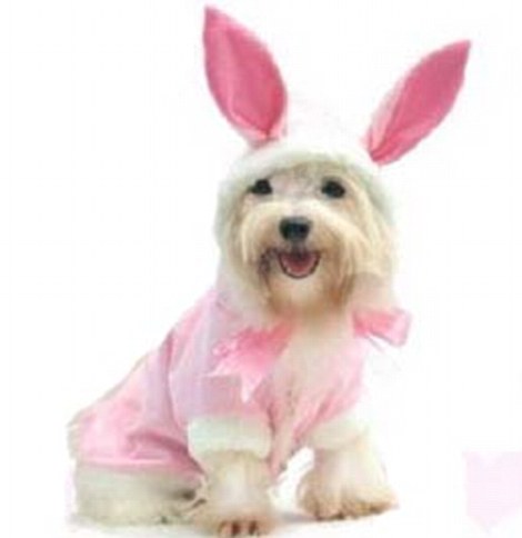 dog-easter-outfit-1.jpg