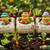 Garden Suds novelty handmade soap bars with gardener rubber duck toys, vegetable garden theme, carrots, radishes, lettuce, tomatoes, and creamy handmade soap packaging.