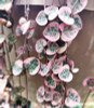 Variegated Chain of Hearts