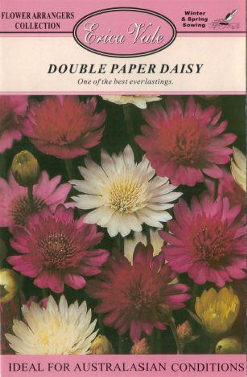 Erica Vale Seed - Double Paper Daisy