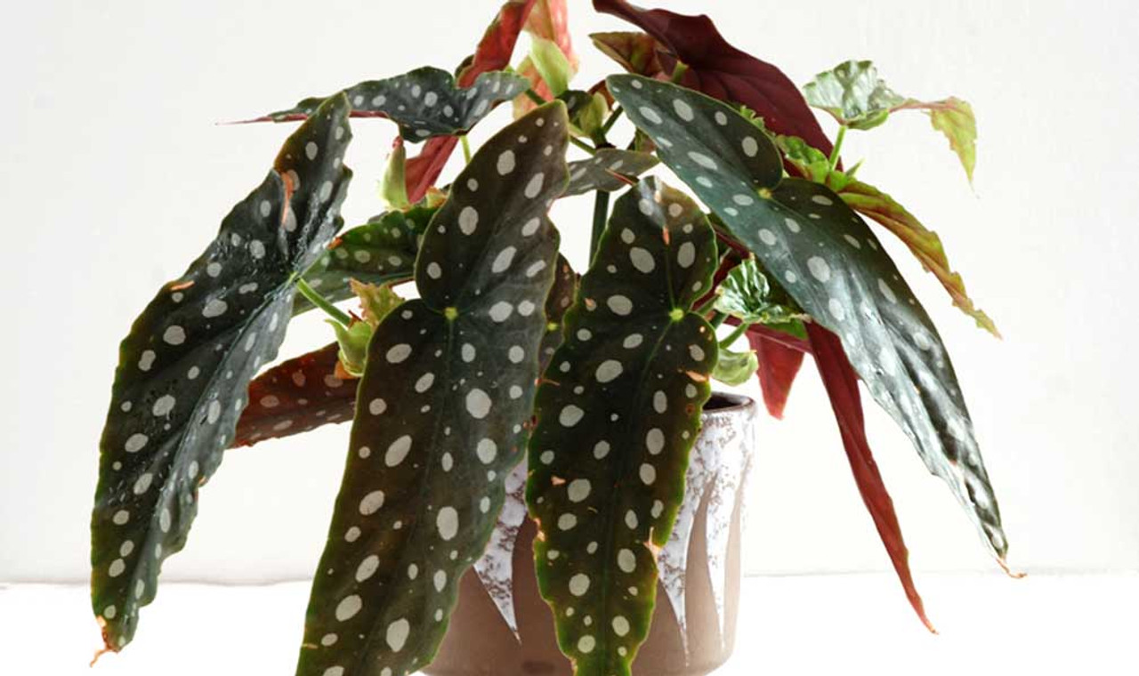 Begonia maculata - Polka Dot Begonia