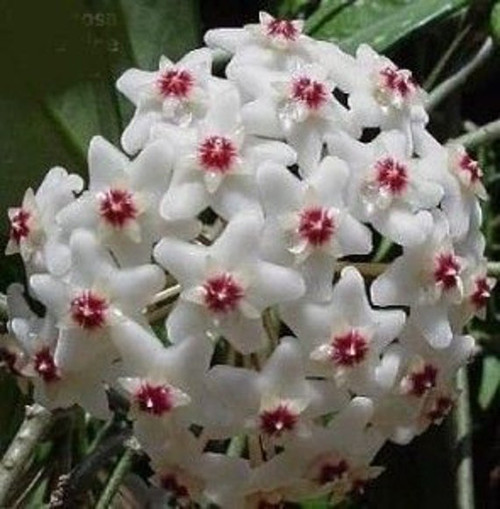 Hoya carnosa 'Snowball'