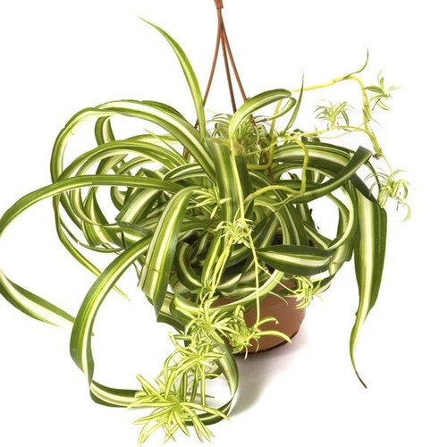 Spider Plant Chlorophytum Bonnie 8cm