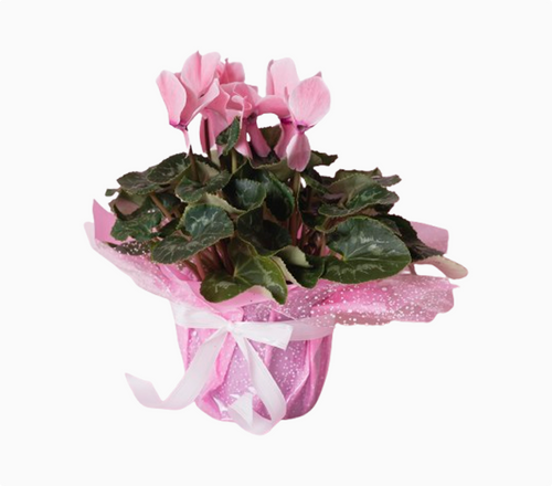 Personalized Plant Gift in a Pot