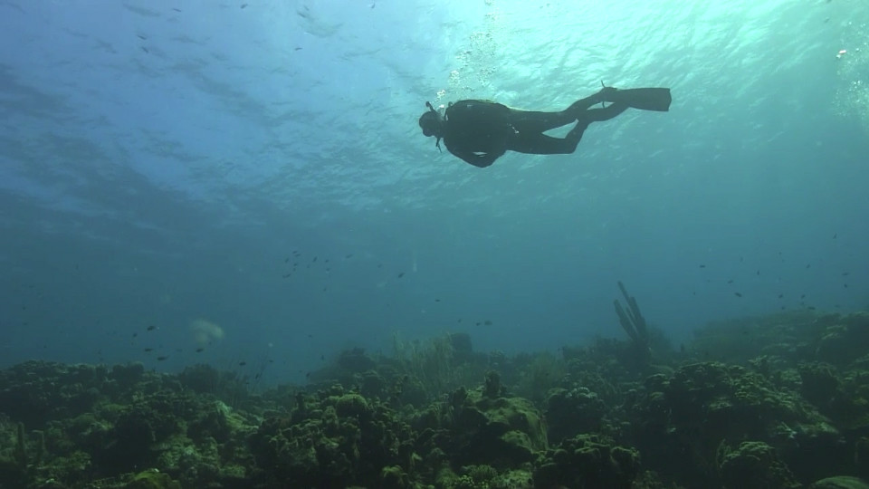 Top 5 reasons to start Snorkeling