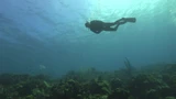 Top 5 reasons to start Snorkeling