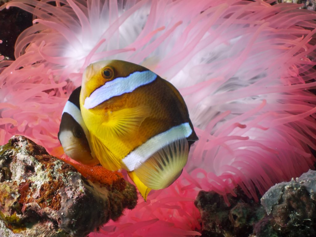 tat-palau.jpg tat-palau.jpg