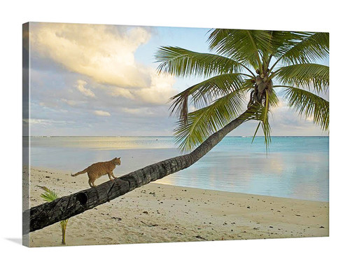 Island Cat Canvas Wrap - David Lawrence Photography