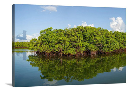 Mangrove Island Canvas Wrap - David Lawrence Photography