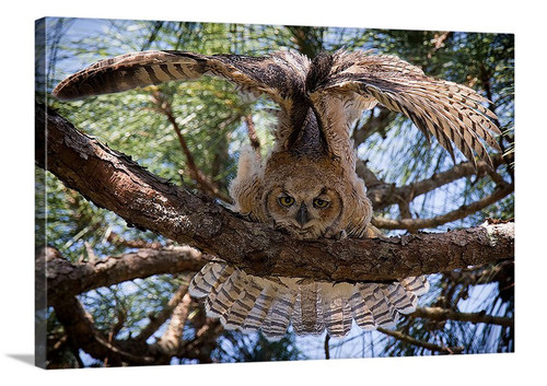 Great Horned Owl Canvas Wrap - David Lawrence Photography