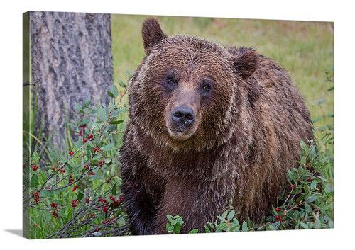 Curious Grizzly Bear Canvas Wrap - David Lawrence Photography