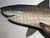 Great White Shark wall decor, carved out of wood with metal fins and tail. Made in Bali, and designed by Joanne Ferrrara.