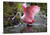 Roseate Spoonbill Canvas Wrap - David Lawrence Photography