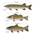 Lake Fish Trio - Bass/Trout/Pike Upcycled Wood and Metal Wall Art C519S