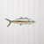 Spanish Mackerel Single - MM231