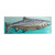 King Salmon (Chinook) Lit Metal Wall Art - MM335